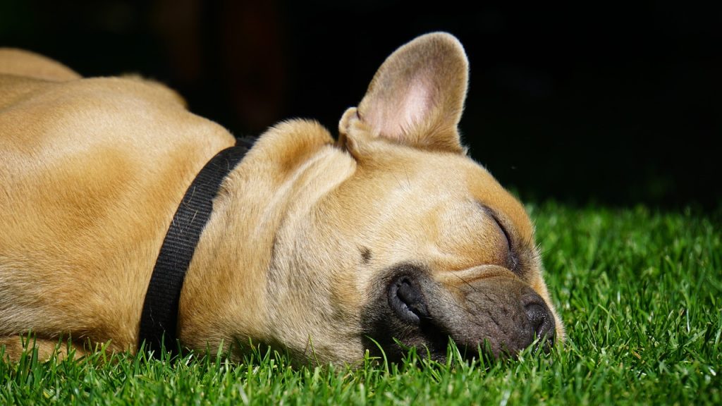 Französische Bulldoge schläft auf Wiese