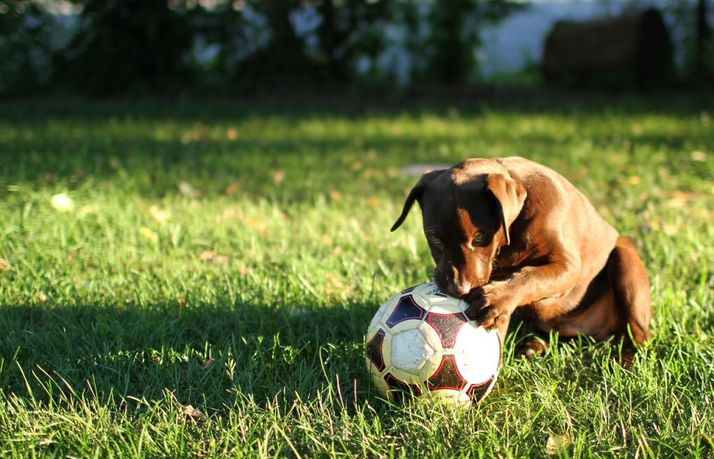 Kleiner Hund mit Ball auf Wiese